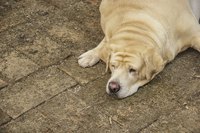 Pregnant dogs can pick up worms from consuming eggs shed in feces.