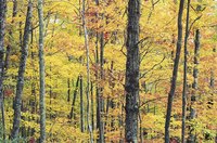 The Cumberland Plateau is home to some of the most lush and diverse forests in North America.