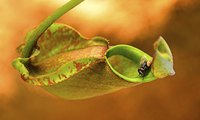The pitcher on some varieties of tropical pitcher plants can be as large as 1 gallon.