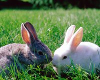 Rabbits are relatively quiet compared to other pets.