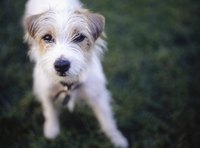 The Russell terrier breeds are similar and were bred to make them confident fox hunting dogs.