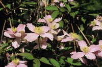 Pink clematis growing outdoors.