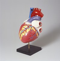 Poor circulation occurs when blood is not flowing sufficiently to certain parts of the body.