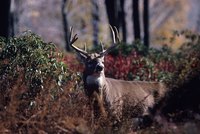 A male whitetail deer in the forest