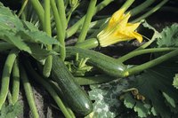 The courgette is a versatile vegetable served both cooked and raw.