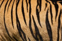 Draw tiger stripes so no two are exactly alike for a realistic effect.