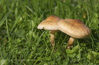Mushrooms can grow in unsightly patches throughout a lawn.