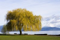 A weeping willow tree growing by a lake.