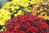 Fall-blooming mums add colorful accents to autumn landscapes.