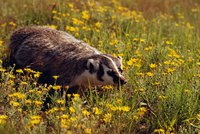 Badgers live in or near wooded areas.