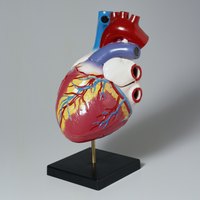 The blue and red tubes at the top of the heart are the superior vena cava and the aorta, respectively.