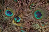 The brilliant colors of peacock feathers make a homemade fan vibrant.