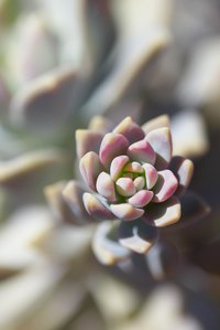 Proper growing practices keep succulent fungal diseases away.