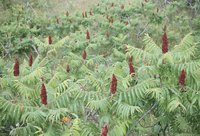 Sumac plants grow vigorously following transplanting.
