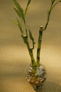 Indoor bamboo plants are just as susceptible to white fungus as outdoor plants are.
