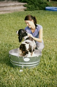 Wash skunk sprayed dogs outdoors to prevent transferring odors to your house.