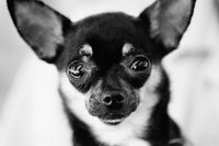Dogs should be vaccinated against canine parvovirus.