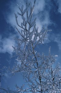 Create frost effects on small branches using a supersaturated Epsom salt solution.