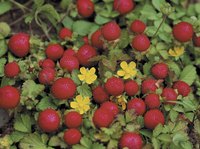 Strawberry plants produce the most fruit in full-sun sites.