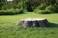 Stumps cut close to the ground are less likely to regrow.
