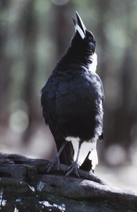 Try to replicate his call with your homemade bird caller.