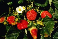 Examine strawberry plants for deformities.