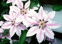 A clematis vine is just the right size to grow on a lamppost.
