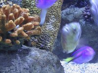LED lighting is known to produce an ethereal glow when used in standard aquariums.