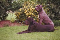 Keep your dogs safe in the yard and become familiar with your plants.