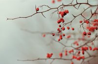 New York hosts at least four species of trees with thorns.