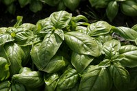 Cold-sensitive basil grows best with plenty of hot sun.