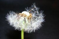Seeds from a dandelion float in the air after a soft breeze.