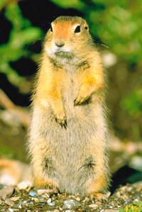 Castor oil will not kill gophers, it will repel them.