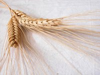 Growing wheat involves a multistep process after harvesting.