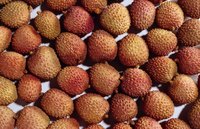 Inside each rough shell is a delicately sweet fruit.