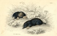 Many animals dig in yards.