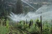 Damaged sprinkler wires prevent water from reaching the watering zone.
