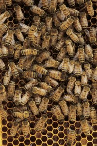 Create a honey pot costume, complete with accessories, for Halloween.