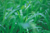 Green lawns don't always need additional watering.