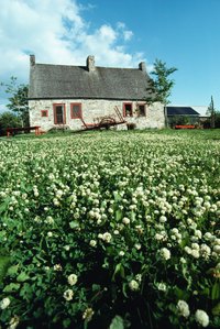 Farmers mix clover with other grasses to provide a diverse forage crop.