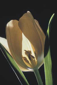 Flower workings are mysterious to those who can't distinguish among the parts.