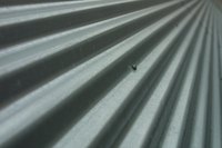 Use opaque corrugated plastic sheets if you cannot get clear ones.