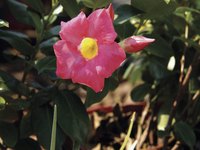 Mandevilla vines naturally tend to become sparse at the base as they grow.