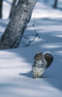 A squirrel may enter your home to avoid winter weather.