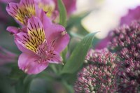Alstroemeria plant in full bloom