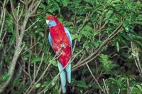 Look for color and movement deep in the branches of a tree.