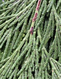 Cedar is one of nature's best odor and moisture fighters.