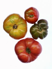 Tomato, a staple of many culinary traditions, is an herb of the nightshade family.