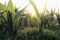 Hidden ginger closely resembles turmeric (Curcuma longa), which grows in USDA zones 7 through 11.