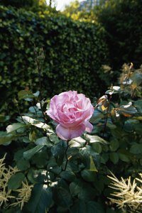 Taxonomic levels help differentiate roses from other plants and from each other.